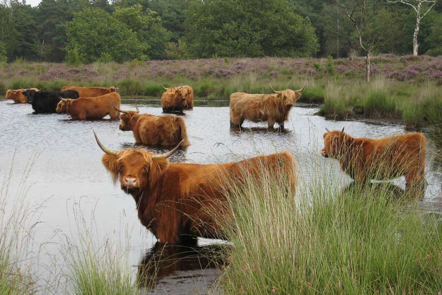maasduinen-schotse-hooglander